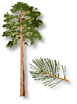 tree service in CO